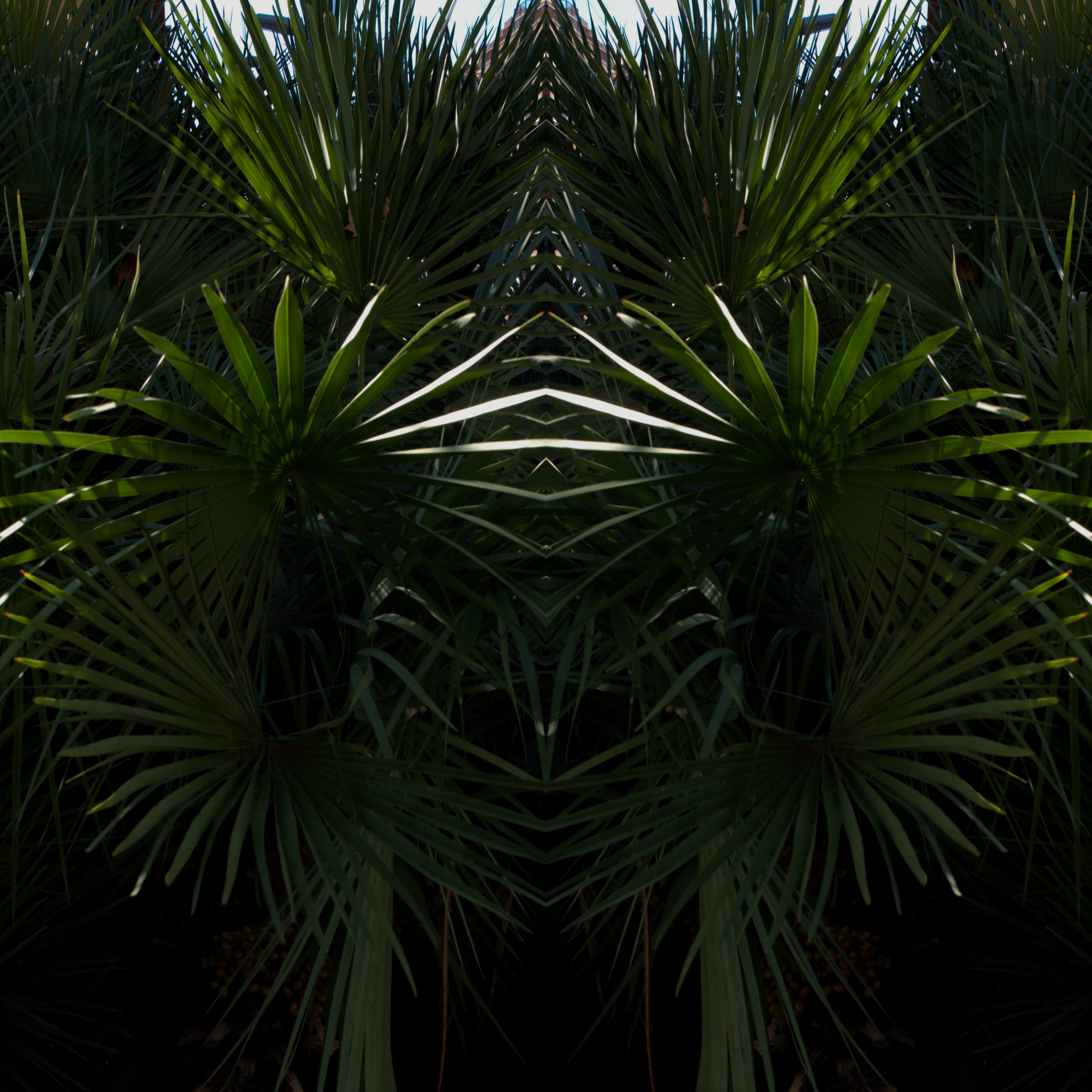 palms2